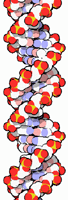 DNA: Deoxyribonucleic Acid. (C) David S. Goodsell.