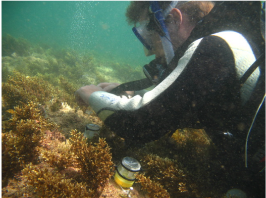 Diver collecting microbial samples from Australian seaweeds for Uncovering Genome Mysteries 