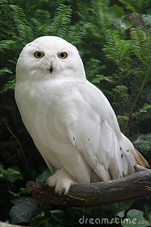 snow-owl-837112.jpg
