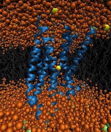 GPCR1-res.jpg