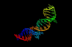 RNA World (beta).png